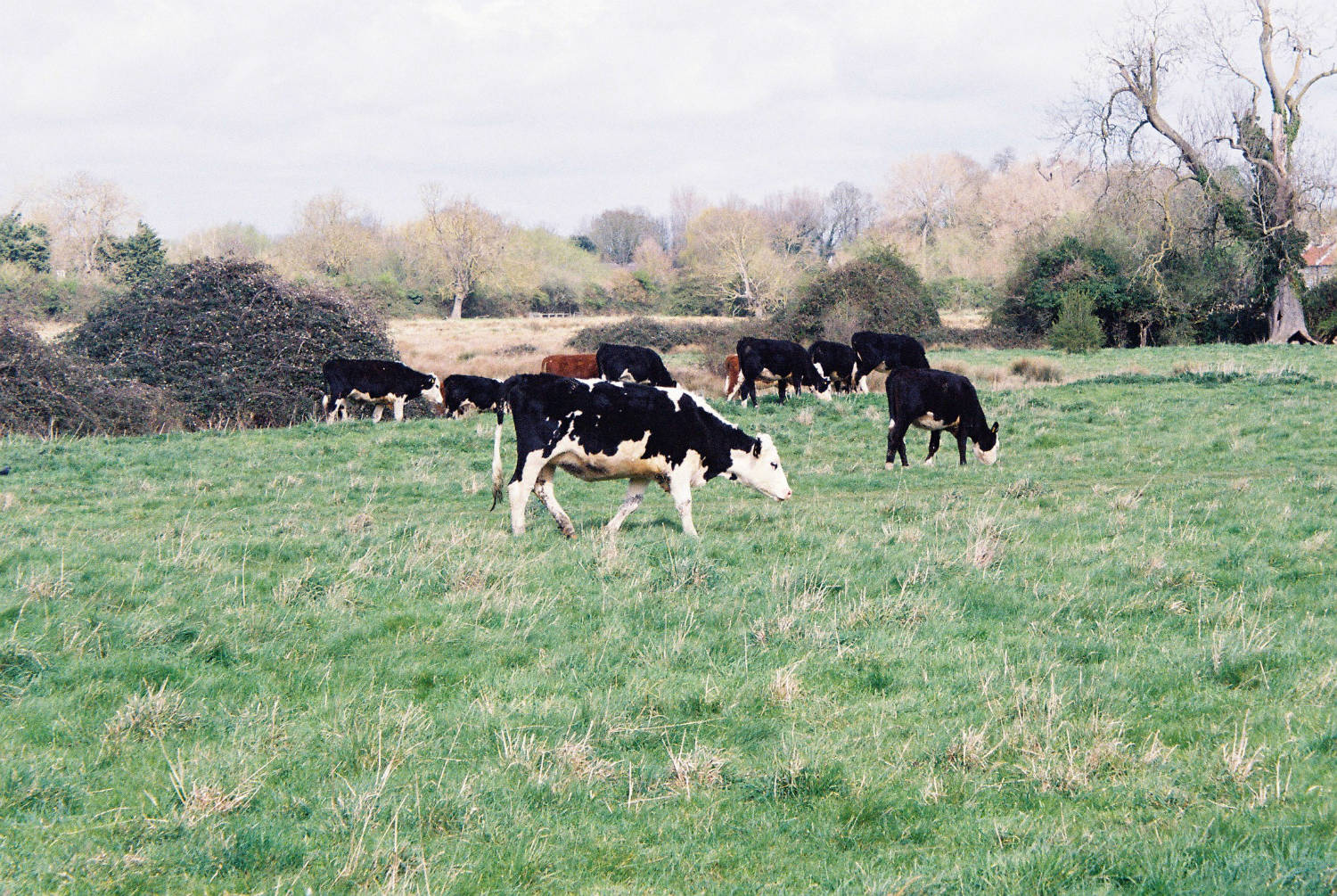 Cows on Ditton Meadows, Chisholm and Railway bridges in background.