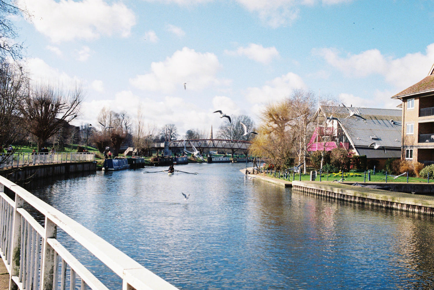 View of River Cam with Cutter Ferry Bridge visible. Birds in flight.