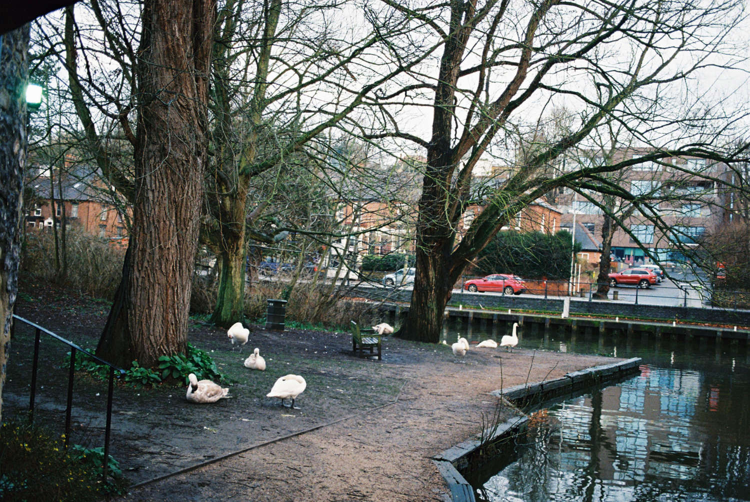 Swans hanging out by River Wensum.