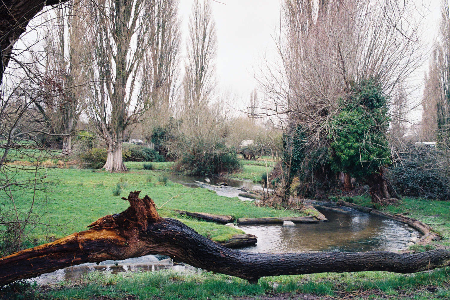 The Rush on Sheeps Green.