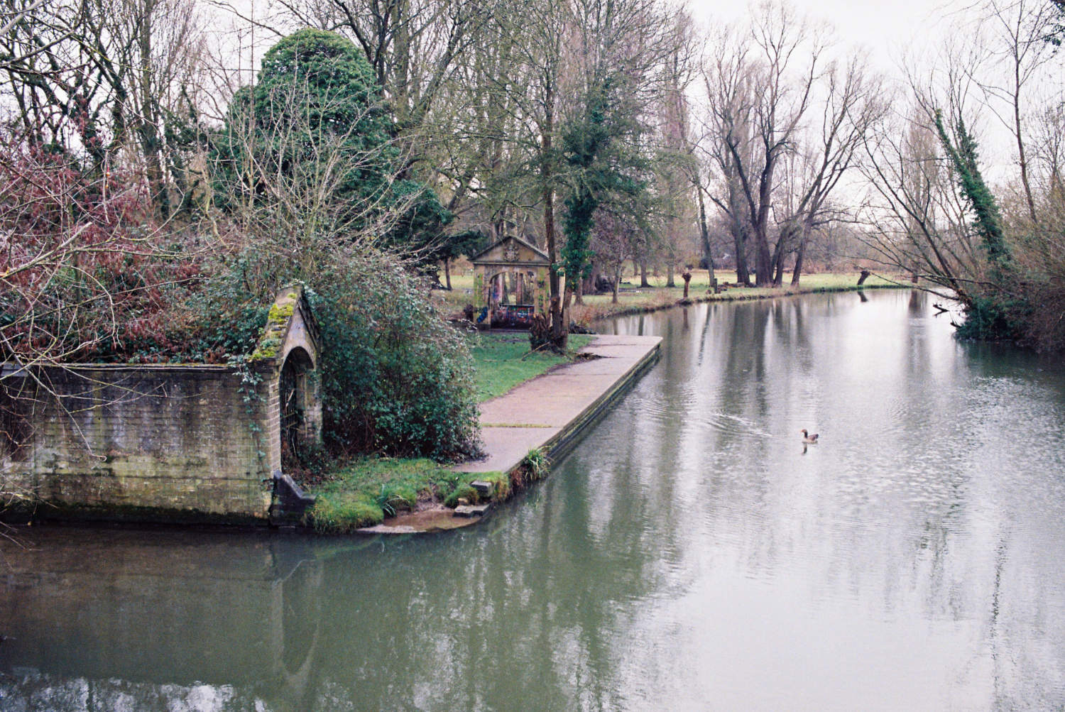 Solitary juvenile swan seen from Sheeps Green Bridge.