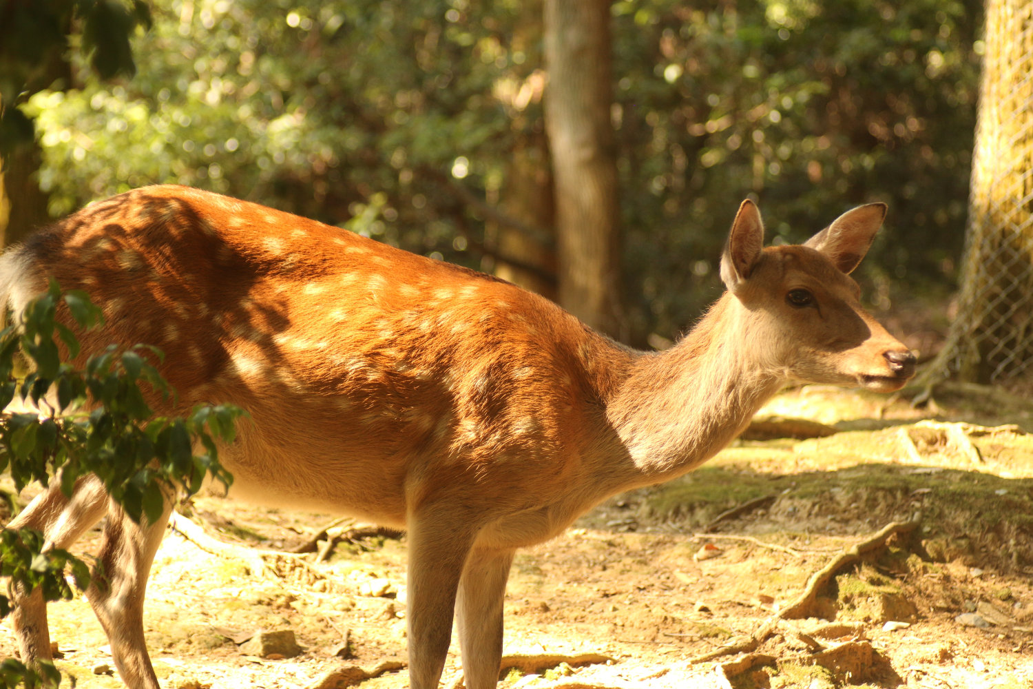 Deer in Nara