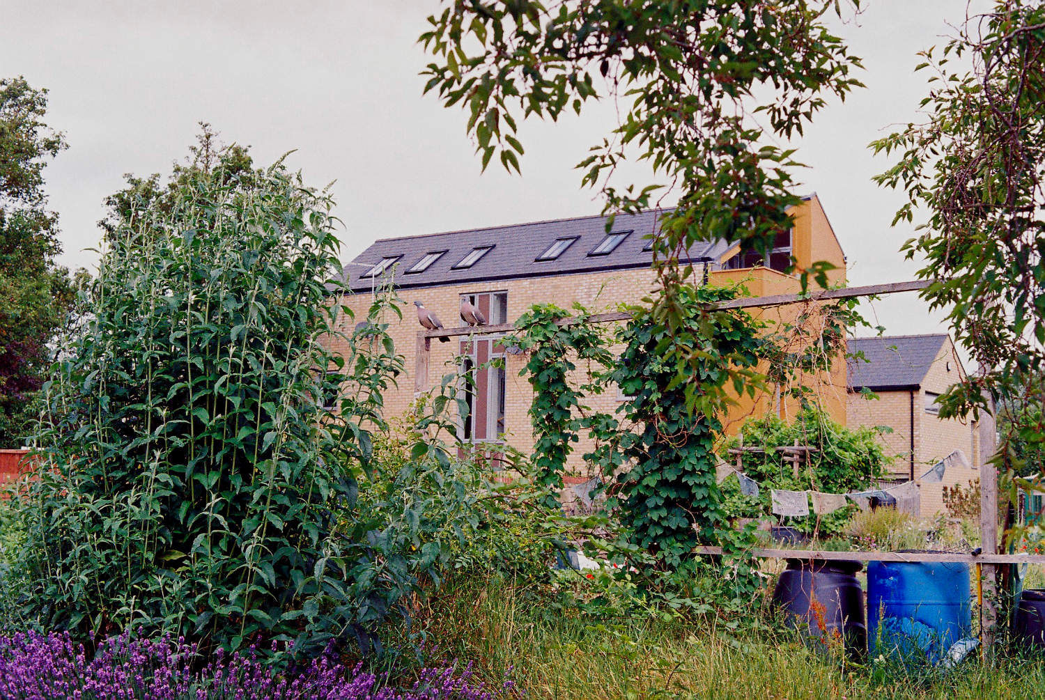Allotment with pigeons