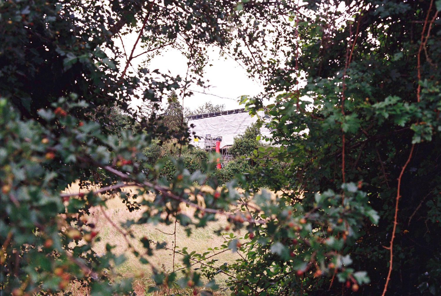 Scaffolded building seen through Hedge