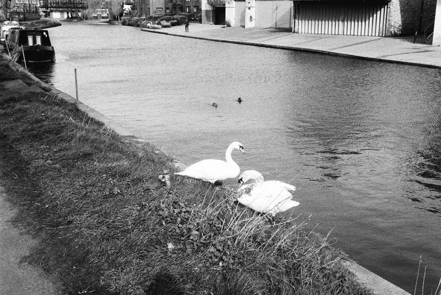2 swans and 2 ducks on Cam.