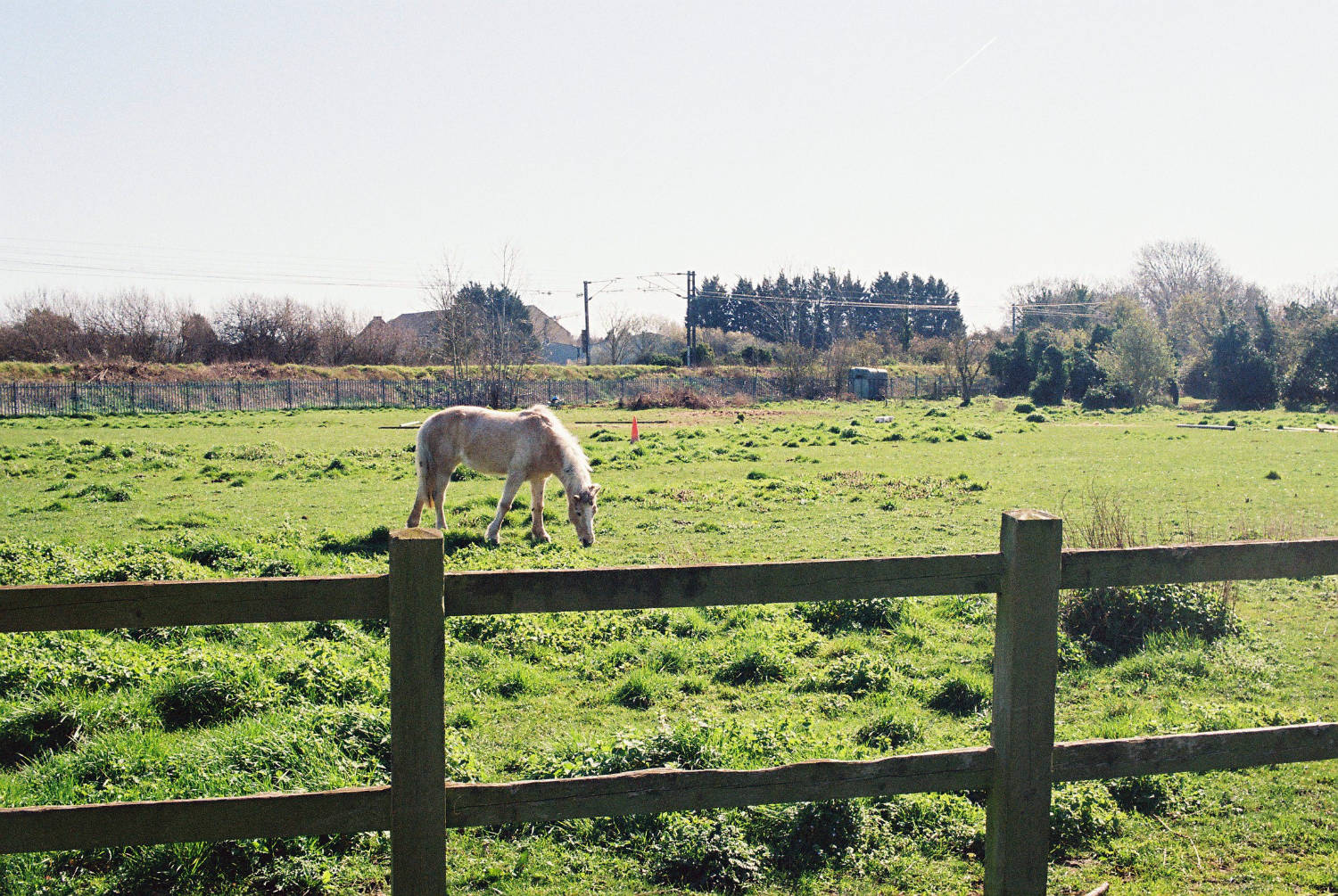 White horse in field.