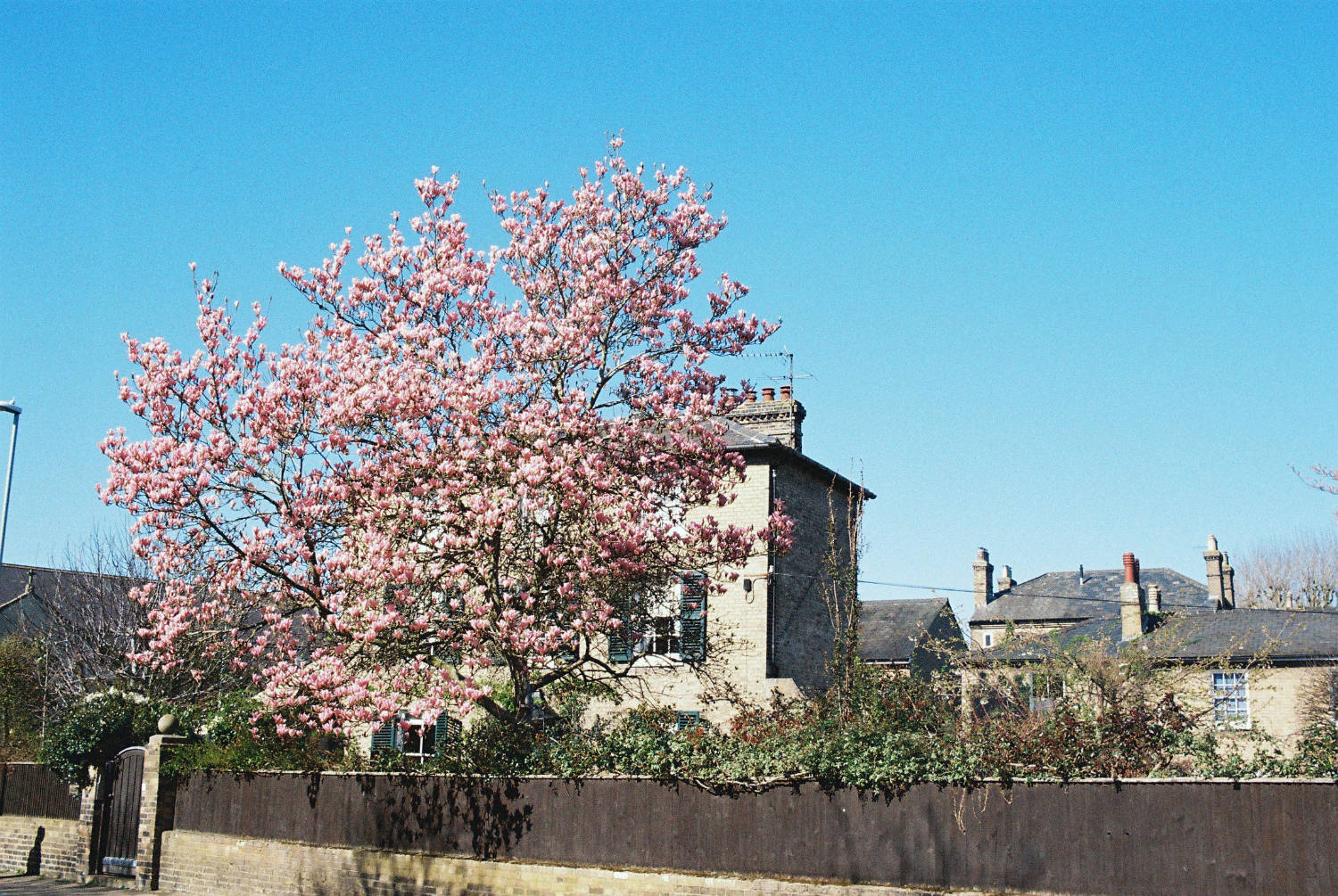 Cherry tree in bloom on New Square.