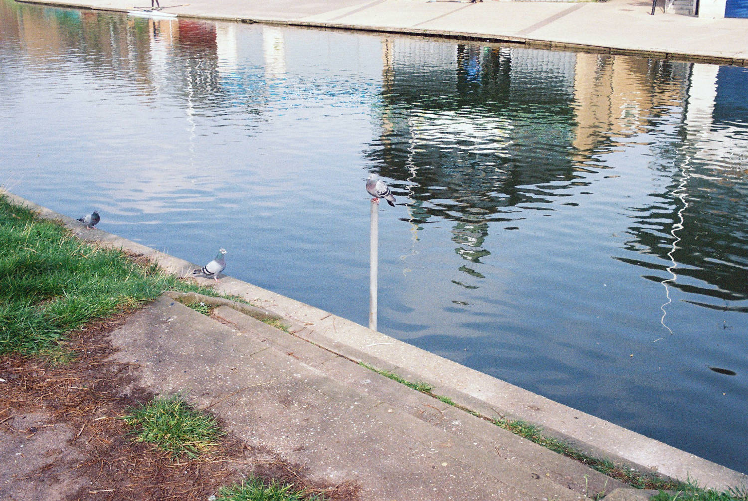 Pigeon perched on metal pole adjacent to Cam, lesser pigeons look on.