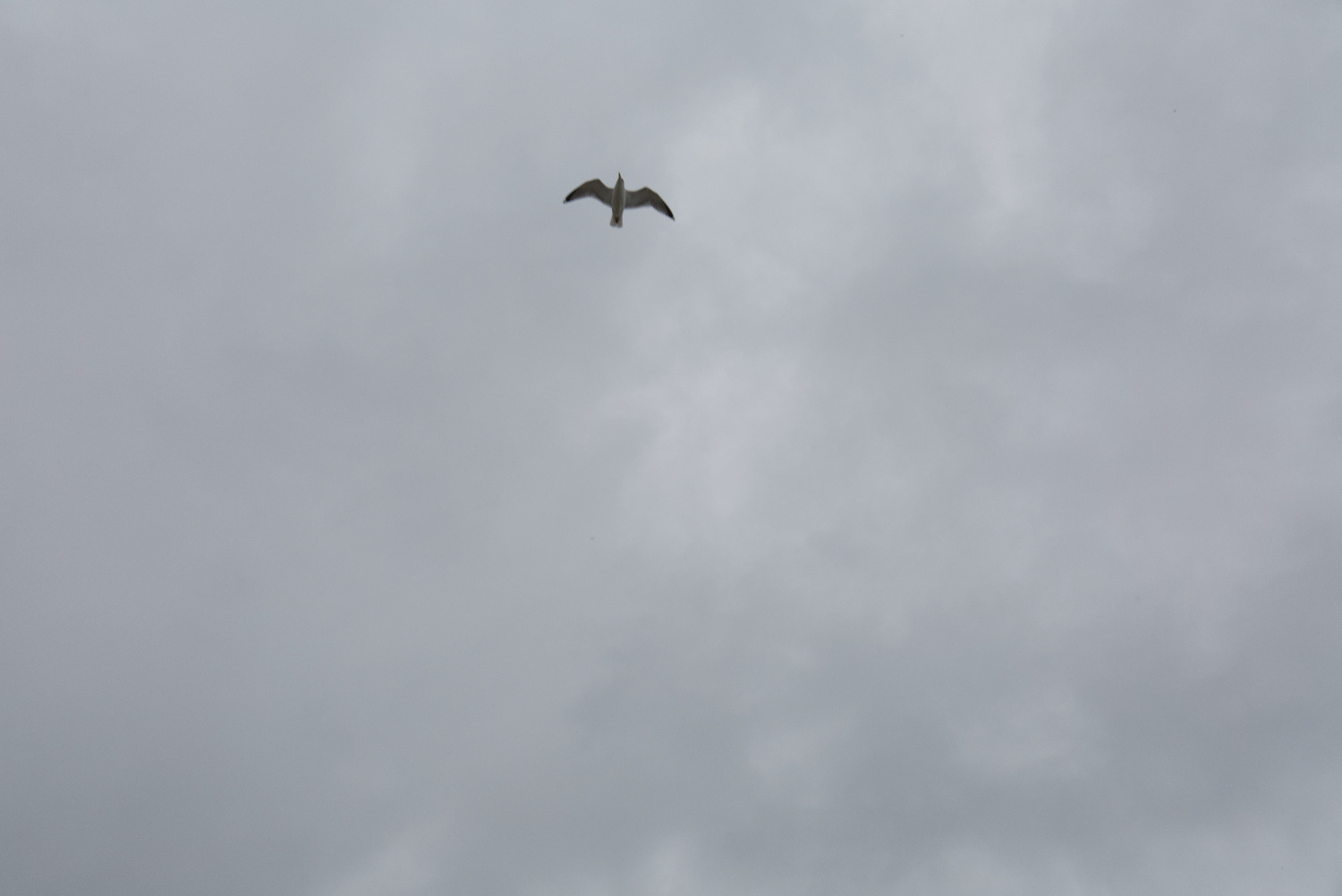 Seagull in flight.