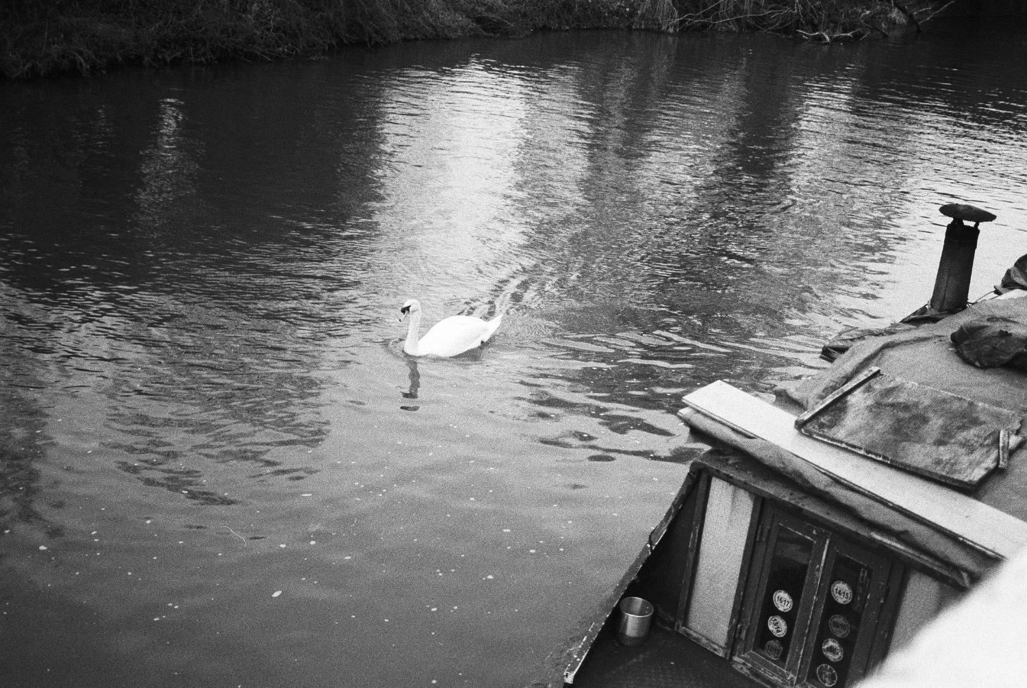 Swan gliding by house boat.