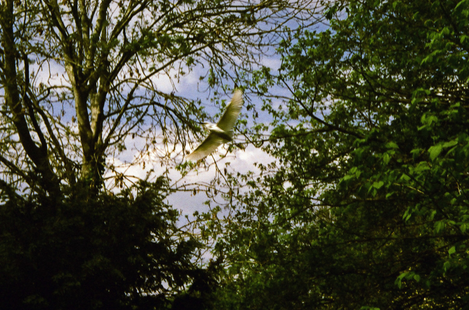 Heron in flight over Brooklands.