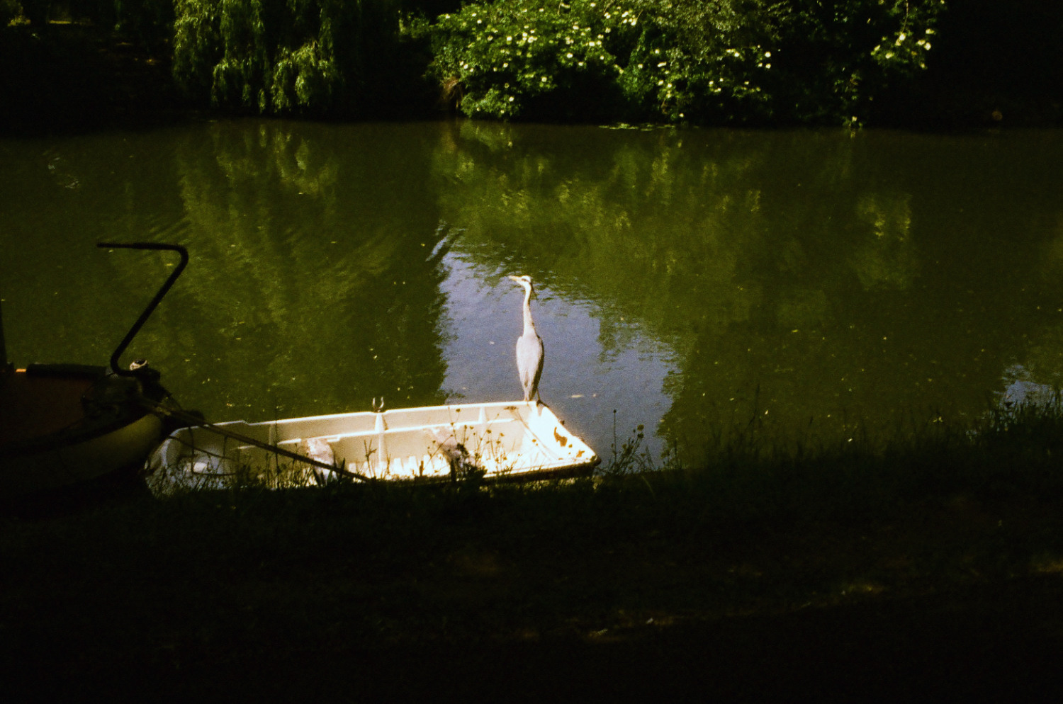 Heron by river Cam.